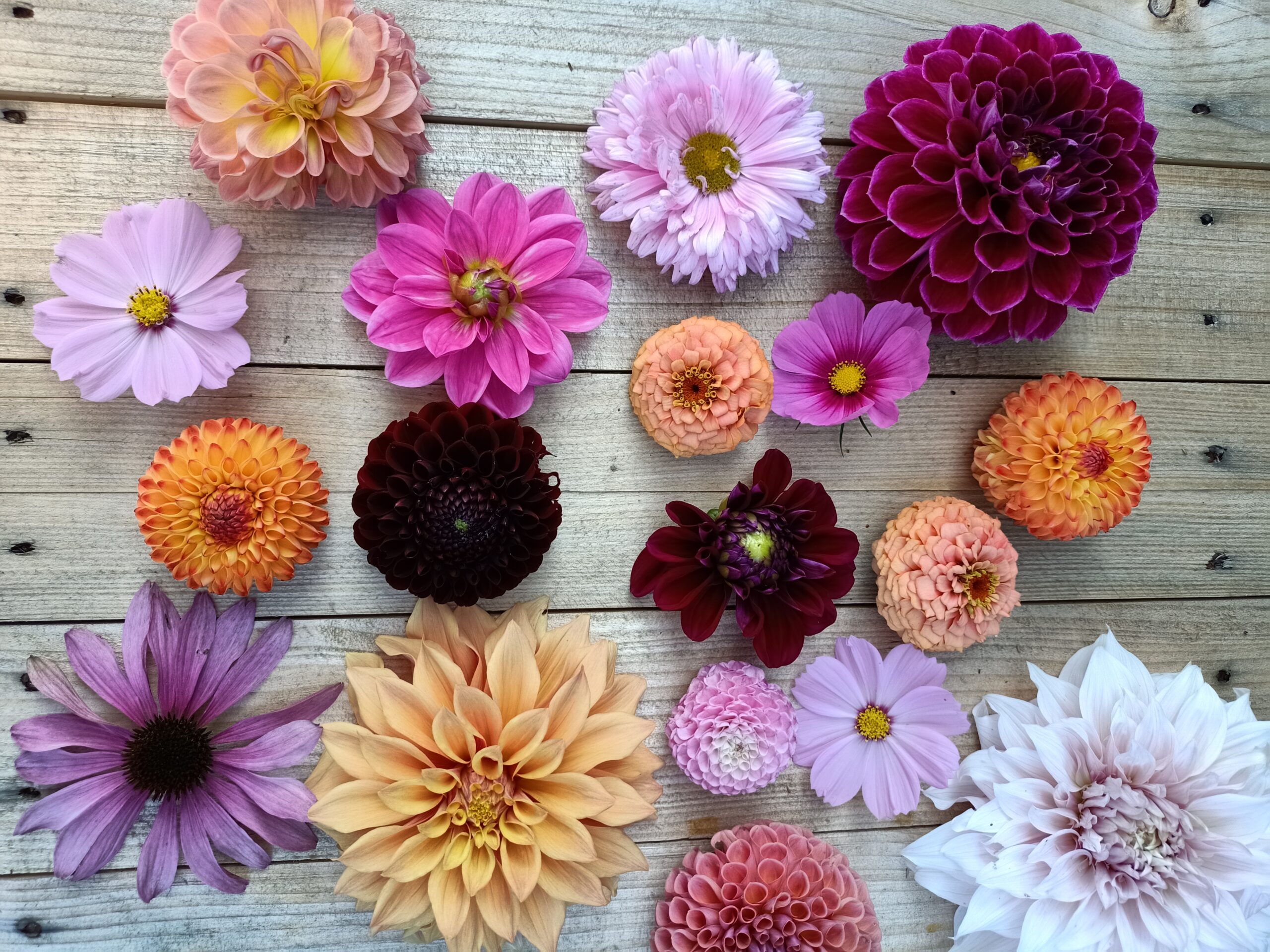 Verschillende bloemen gelegen op een houten ondergrond